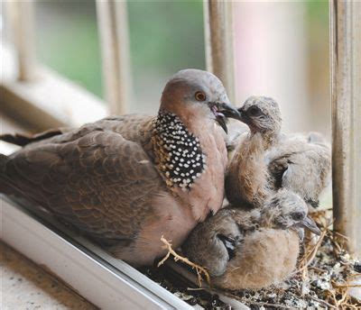 家裡有鳥來築巢|【家裡有鳥築巢】鳥巢報喜！1個跡象代表家宅運勢大。